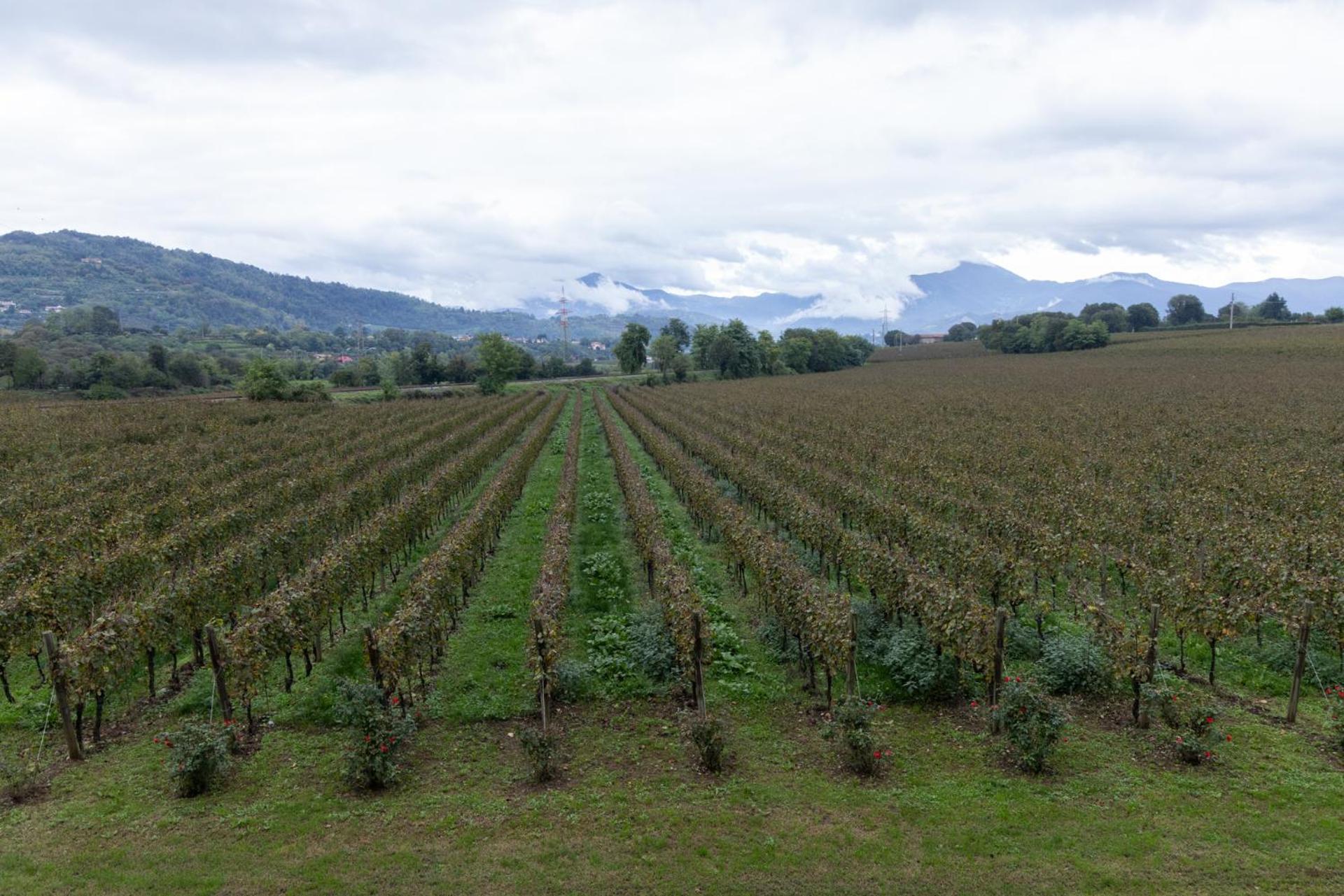 Agriturismo Ripa Del Bosco Capriolo Dış mekan fotoğraf